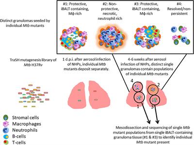 Formation of Lung Inducible Bronchus Associated Lymphoid Tissue Is Regulated by Mycobacterium tuberculosis Expressed Determinants